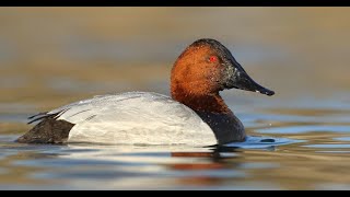 Canvasback Duck