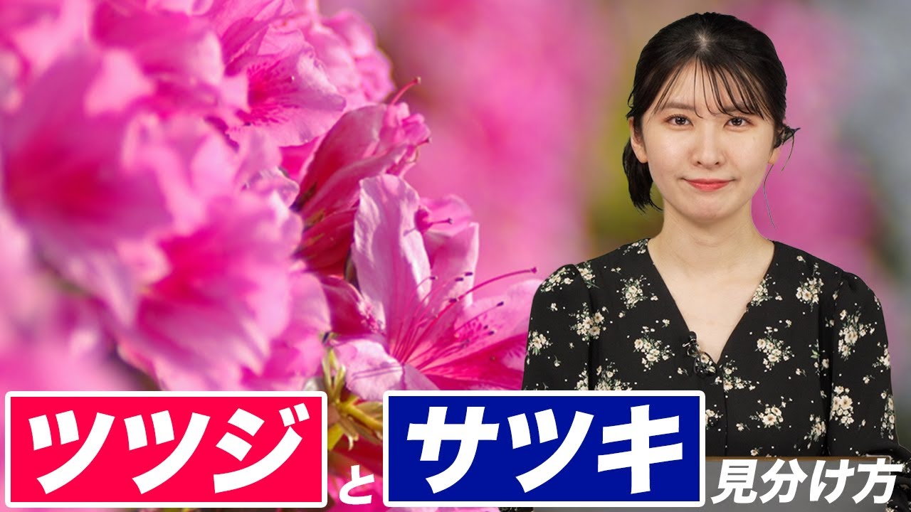 さつき つつじ 違い