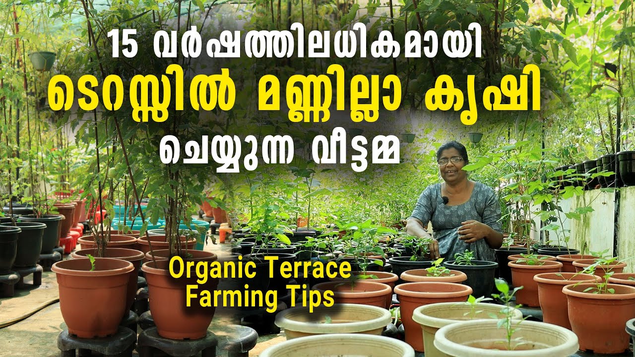 15 വർഷത്തിലധികമായി ടെറസ്സിൽ മണ്ണില്ലാ കൃഷി ചെയ്യുന്ന വീട്ടമ്മ | Organic Terrace Farming Tips