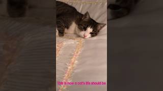 #lissy #shorts #funnycats #video #cat #katze #shortsvideo #funnycatsvideos #lustigekatzenvideos