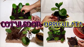 Como reproducir el Cotyledon Orbiculata