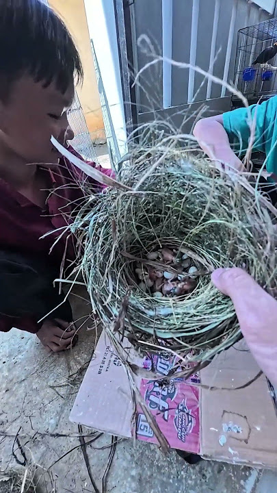 Dapat lagi kiriman anak burung emprit