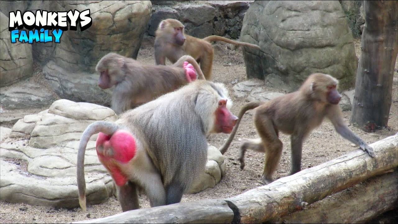 Monkeys Exploring The Area - YouTube