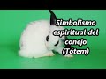 El simbolismo espiritual del conejo (Tótem)