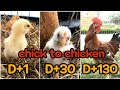 자연부화 병아리 닭까지 성장과정/깜찍이/사랑스러워/chick to chicken