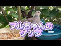 2022/9/8✴︎キジバト✴︎ブルーノの求愛ダンス＆ゲップ
