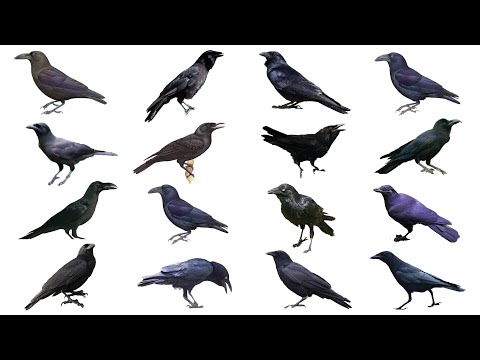 Video: Brūngalvainā zīle: apraksts un reprodukcija