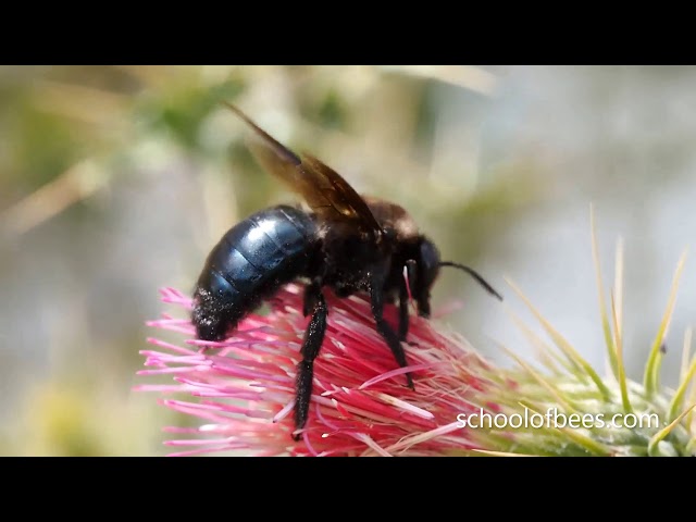 Black Bee on Flower