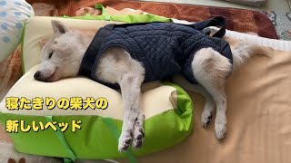 18歳8ヶ月の認知症柴犬が寝たきりになったので気持ちよさそうなベッドを買ってみました老犬老犬介護シニア犬ダックスフンド