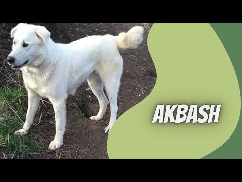 Video: Akbash Hund