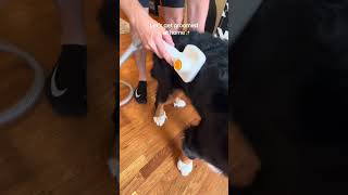 Cute Bernese Mountain Dog!!  His first home grooming with#palfur. Grooming pet become so easy.