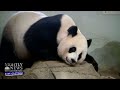 Smithsonian’s National Zoo’s New Giant Panda Cub Has Internet Buzzing | Nightly News: Kids Edition