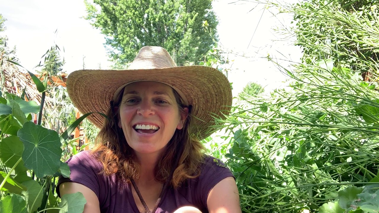 Making Aspirin Water For Your Plants YouTube