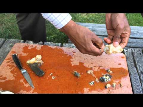 Como limpar um molusco cavalo?