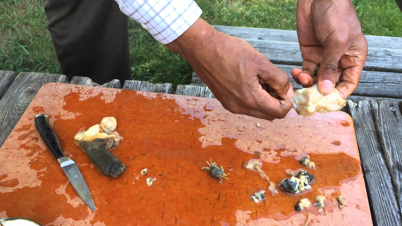 How to clean a horse clam?