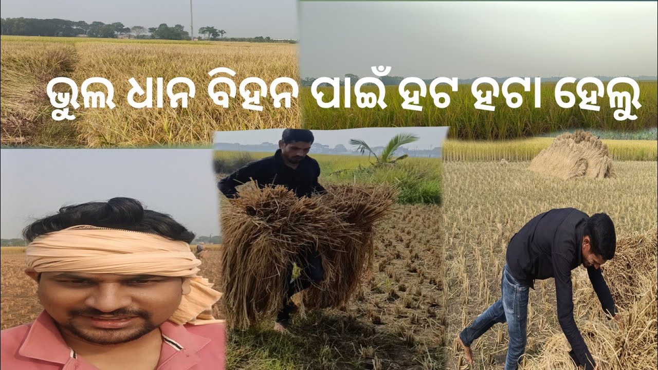 ଭୁଲ ଧାନ ବିହନ ପାଇଁ ,ହଟ ହଟା ହେଲୁ 