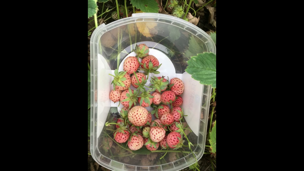 Pineberry | Beyaz çilek |Ananas aardbei| Fresas Blancas |Strawberry