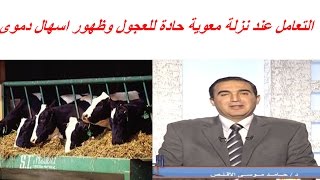 التعامل عند نزلة معوية حادة للعجول وظهور اسهال دموى