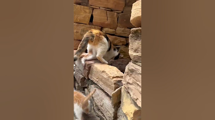 Mother Cat Adopts a Cute Puppy Dog Cat Golden Sun Original