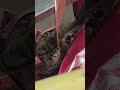 Cute Cat Moments That Will Melt Your Heart! ❤️😍Watch this adorable kitty showing its cutest