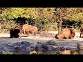 #Plains#bison are powerful #wild#cattle#Präriebisons sind mächtige, aber gefährdete #Wildrinder