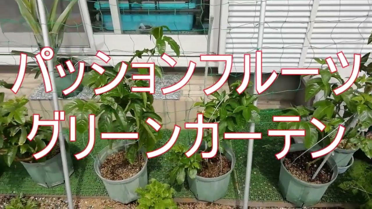 パッションフルーツでグリーンカーテン - YouTube