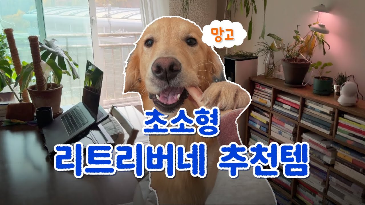 🥭XS 리트리버 망고네 임보 가족이 추천하는 대형견 필수템🐶👍🏻 작고 똑똑한 망고가 평생 가족을 찾아요💛 ｢ 밥은 멍고 다니냥 ｣