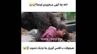 تجاوز گوریل به مرد