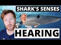 SHARKS most under-rated and most POWERFUL SENSE! SOUNDS AND VIBRATIONS, they hear it all!