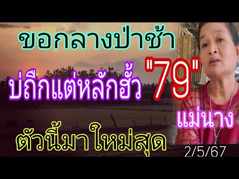 แม่นาง79กลางป่าช้าตัวนี้มาใหม่ล่าสุด2/5/67