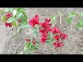 جهنمي الاحمر