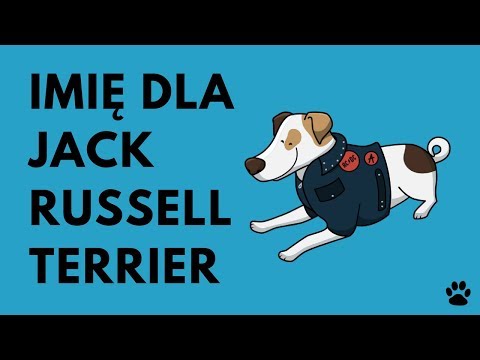 Wideo: Jak Wybrać Szczeniaka Jack Russell Terrier
