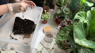 видео: Флорариум с фиттонией картинка: Флорариум с фиттонией