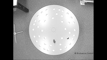 Modified Barnes Maze trial