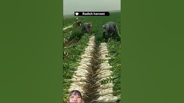 cách người nông dân Trung Quốc thu hoạch củ cải trắng siêu to khổng lồ