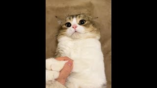 Wear headphones, otherwise explain it's a cat video #CatMiniDrama #VoiceActing
