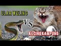 ULAR VS KUCING | CAT VERSUS SNAKE #ular  #versus  #kucing