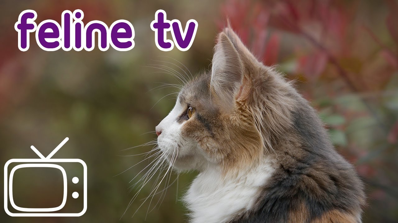 Instant Cat Relaxer Nature TV for Cats! YouTube