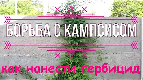 Кампсис, кампсис как уничтожить - 2 способа нанести гербицид, и вновь продолжается БОЙ!