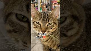 Celebrity Puffpuff is here❤️ #shorts Net Worth