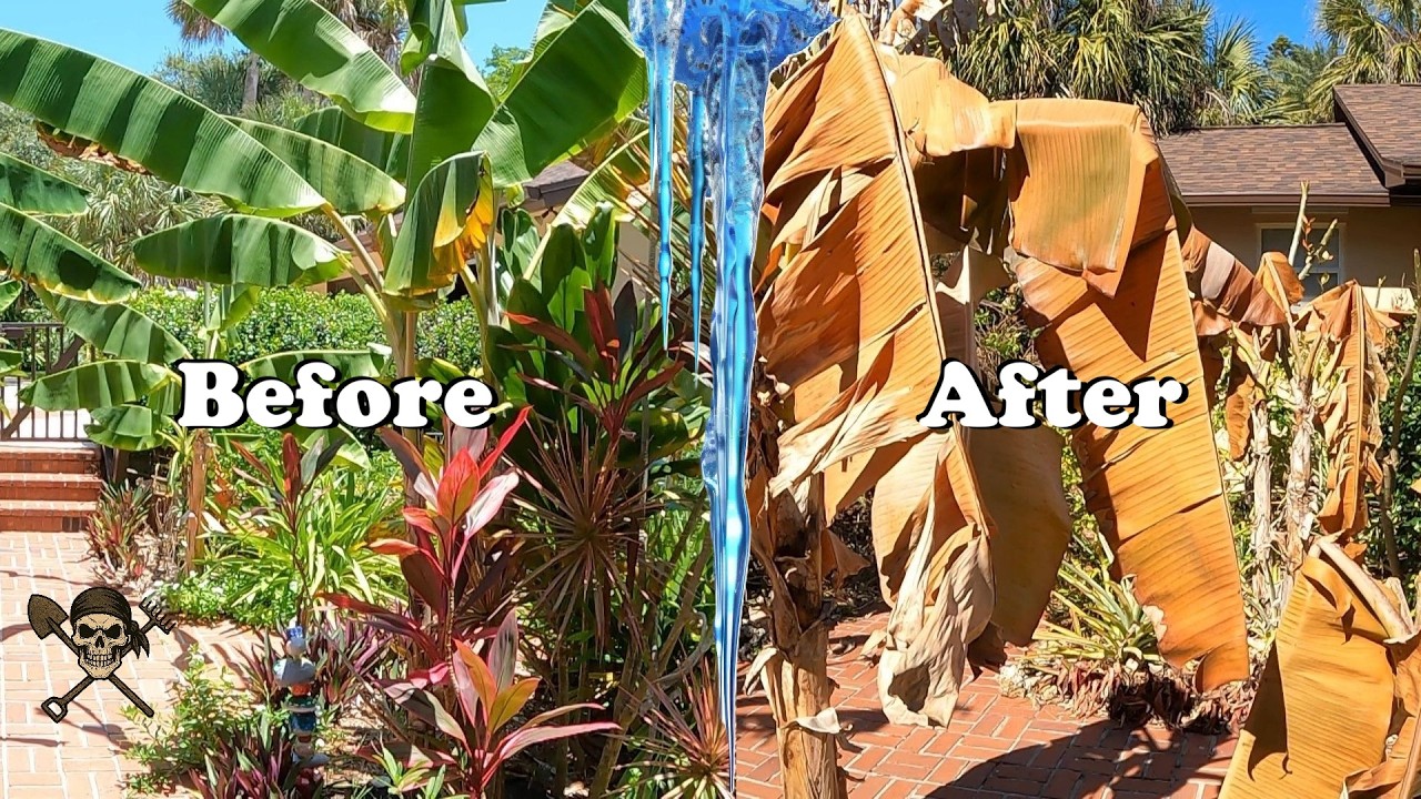 Florida Organic Tropical Garden Tour | One Week after historic Winter Bomb Cyclone...