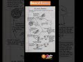 life cycle of plasmodium/ malaria / malarial parasite #biology #nvs #science #exam #diseasevectors