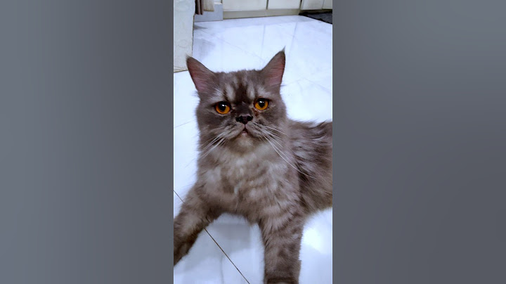 Riska Vlog Incess Sad Forgot to Feed the Cat 😭