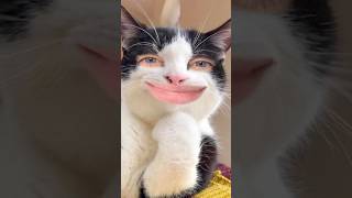 Quick And Cute Cat Art 