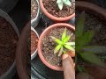Growing Succulents - Backyard Gardening.