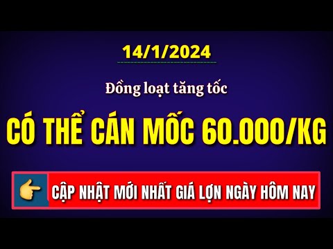 Giá heo hơi ngày hôm nay 14/1/2024 