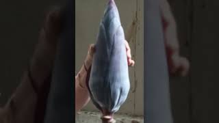 Big flower harvest from my Garden