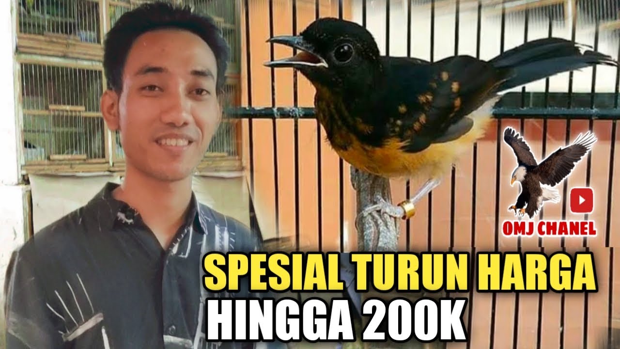 KIOS EDIE JOVANIS, SEPESIAL TURUN HARGA MURAI TROTOL HINGGA 200K,PASAR