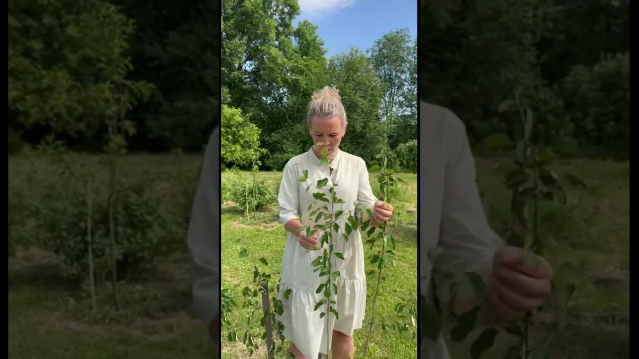 Как отличить Канадскую иргу от Овальной #иргаканадская #ирга #иргаламарка #ландшафтныйдизайн