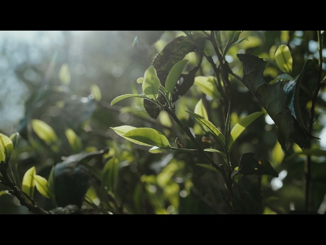 Magic Behind The Brew: Robb Report Malaysia’s Tailored Travel To Yunnan’s Famed Pu’er Tea Mountains.